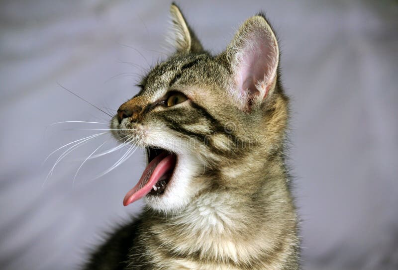 Um Gatinho De Macaco Listrado Brinca Com Um Travesseiro De Laranja. Imagem  de Stock - Imagem de felino, listrado: 219355329