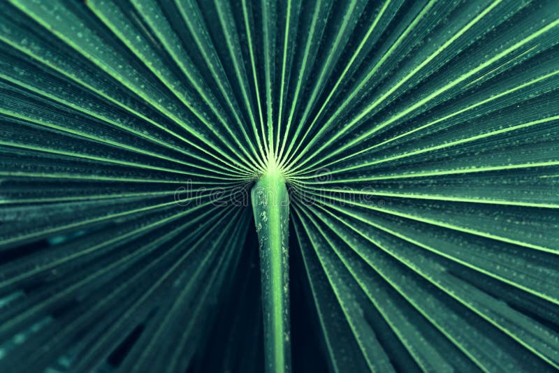 Listras azuis abstratas da folha de palmeira tropical, foto de stock Listras azuis abstratas da folha de palmeira tropical, foto de stock