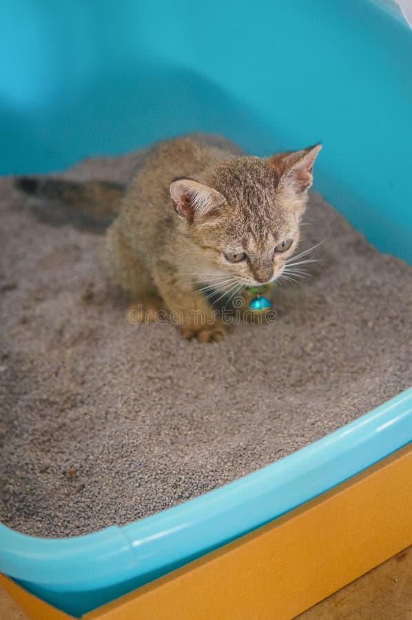 Listras bonitos asiáticas do gato do gatinho como a casa imagens de stock Listras bonitos asiáticas do gato do gatinho como a casa imagens de stock