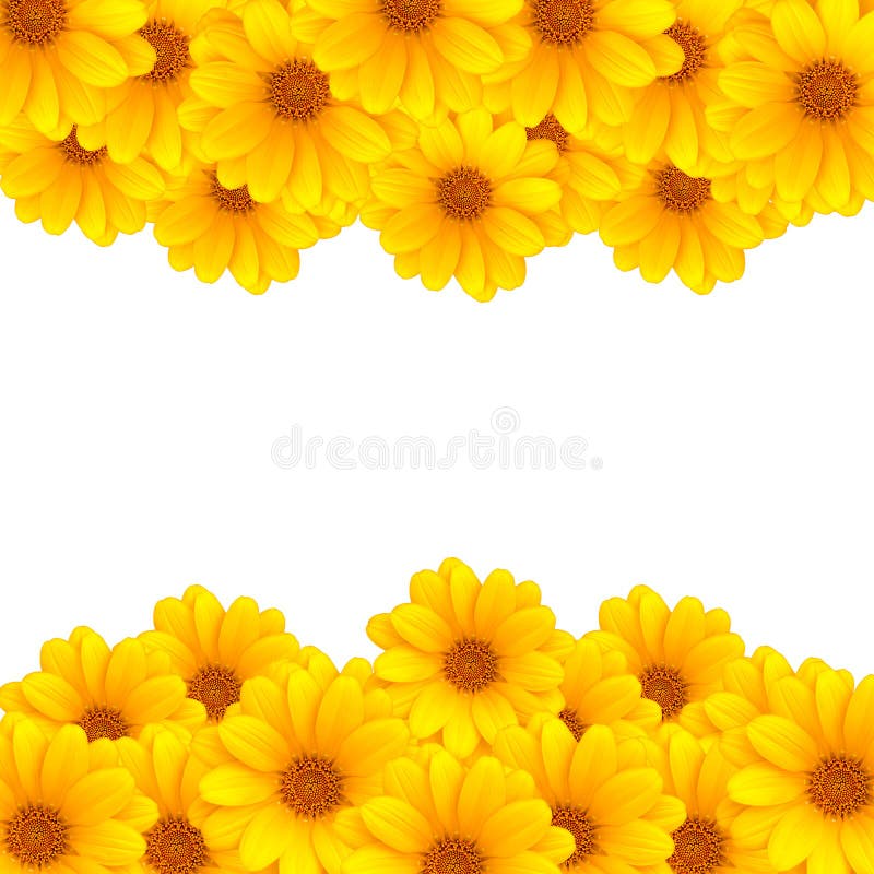 Riscas de Flores fotografia de stock