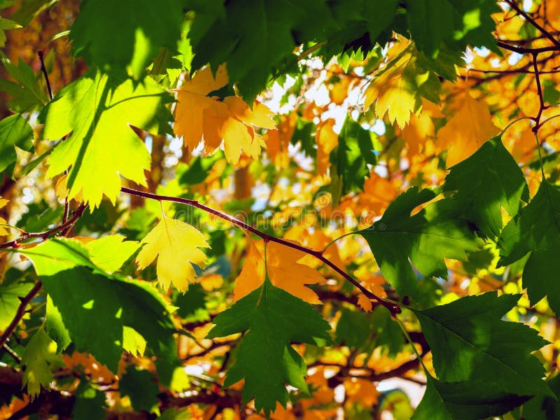 Lit amarillo y verde de las hojas por los rayos de The Sun Fondo colorido Autumn Golden Foliage imágenes de archivo libres de regalías Lit amarillo y verde de las hojas por los rayos de The Sun Fondo colorido Autumn Golden Foliage imágenes de archivo libres de regalías