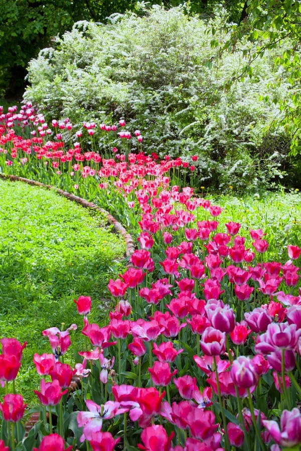 Lit de fleur des tulipes pourpres vives lumineuses en ressort formel garde image libre de droits Lit de fleur des tulipes pourpres vives lumineuses en ressort formel garde image libre de droits