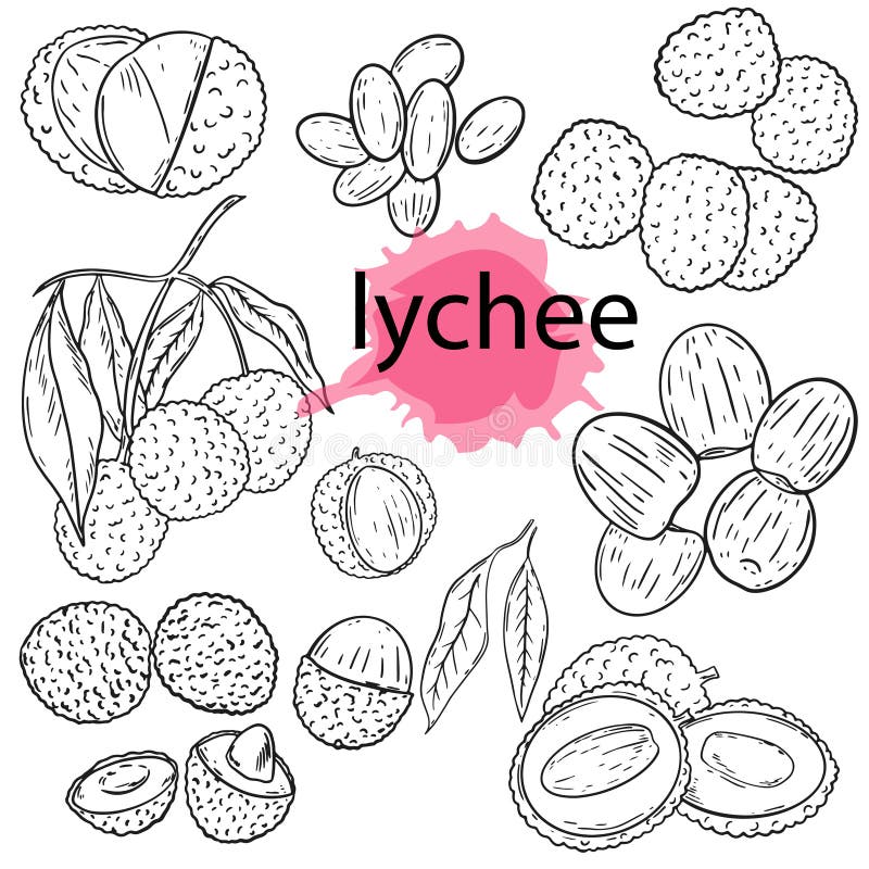Lychees Stock Vector Illustration and Royalty Free Lychees Clipart