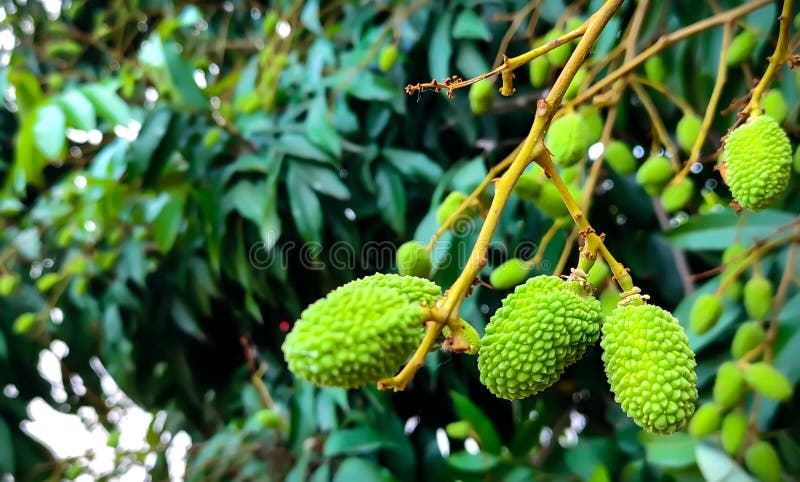 Litchi Lychee Taste of Muzaffarpur Bihar India stock images Litchi Lychee Taste of Muzaffarpur Bihar India stock images