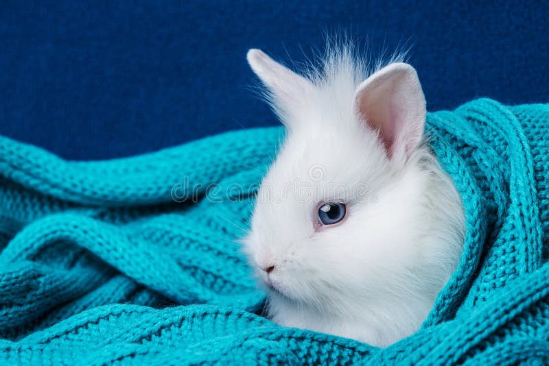 Lite gullig vitkanin i en mjuk scarf arkivfoton Lite gullig vitkanin i en mjuk scarf arkivfoton
