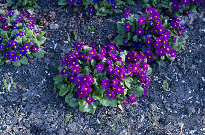 Liten blomma. gröna blad. vår arkivbilder