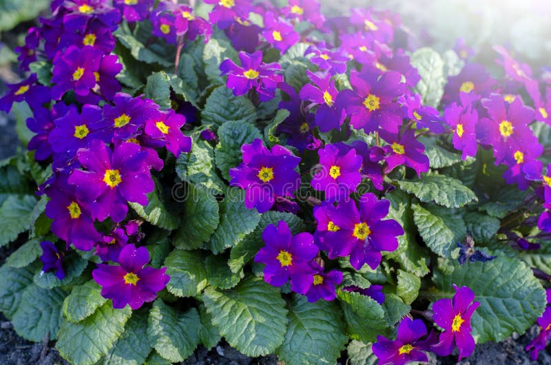 Liten blomma. gröna blad. vår arkivfoto