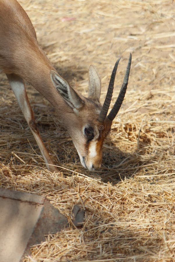 Liten Dorcas gasell i zoo arkivbilder Liten Dorcas gasell i zoo arkivbilder