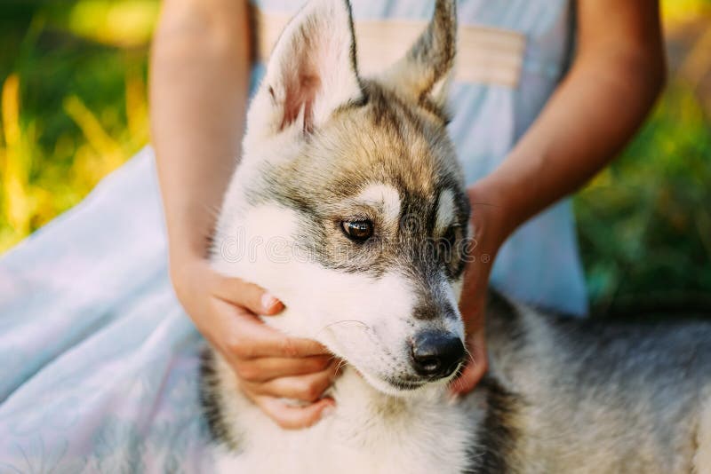 Liten flicka och hennes valphund Husky In Park In Summer arkivfoto Liten flicka och hennes valphund Husky In Park In Summer arkivfoto