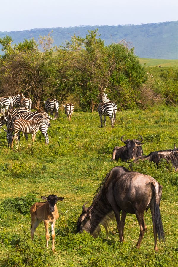 Liten flock av zebraz och gnu i den Ngorongoro krater Tanzania Afrika royaltyfri fotografi Liten flock av zebraz och gnu i den Ngorongoro krater Tanzania Afrika royaltyfri fotografi