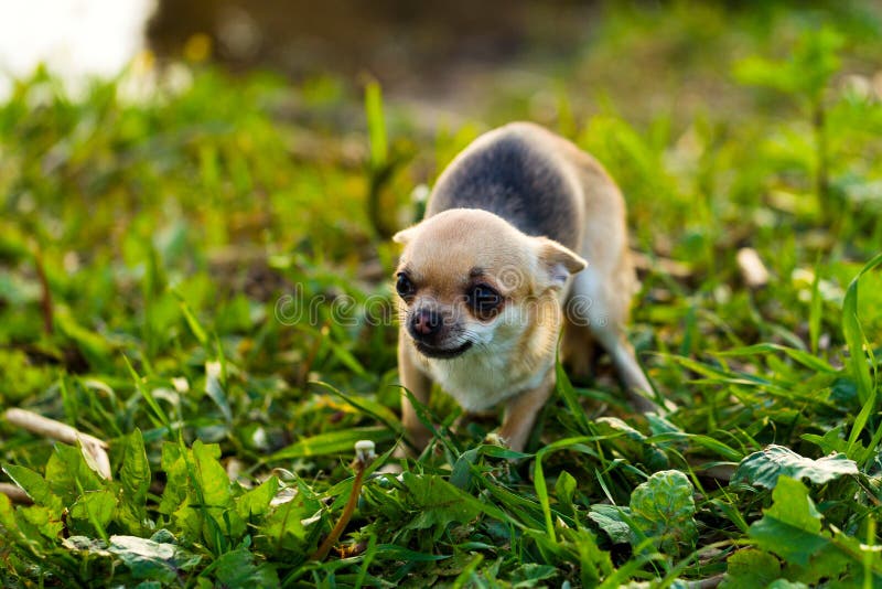 Liten förskräckt chihuahuahund royaltyfria bilder Liten förskräckt chihuahuahund royaltyfria bilder
