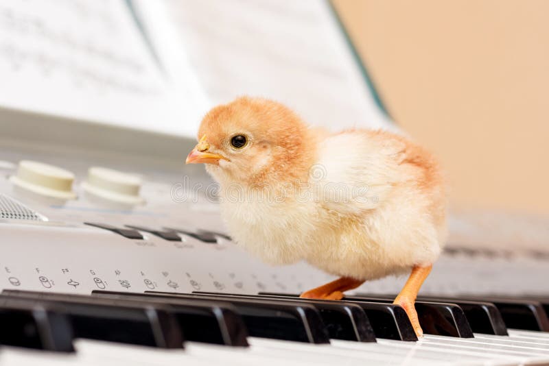 Liten gul fågelunge på pianotangenter Utföra ett musikaliskt stycke Th fotografering för bildbyråer Liten gul fågelunge på pianotangenter Utföra ett musikaliskt stycke Th fotografering för bildbyråer