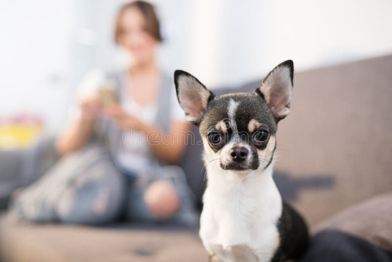Liten gullig hund arkivfoto