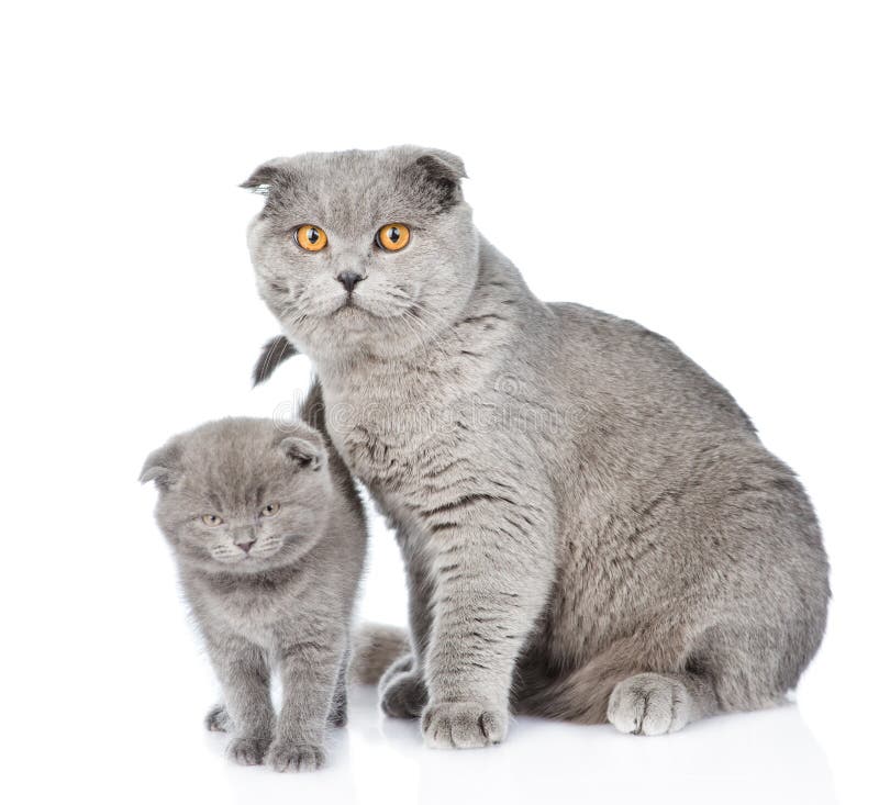 Liten gullig kattunge med hans moderkatt Isolerat på vit royaltyfri fotografi