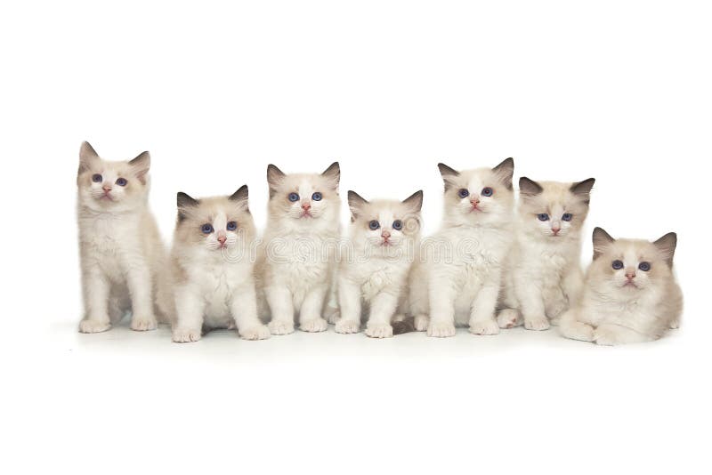 Liten gullig vit kattunge för ragdoll sju med blåa ögon på en vit bakgrund royaltyfri fotografi