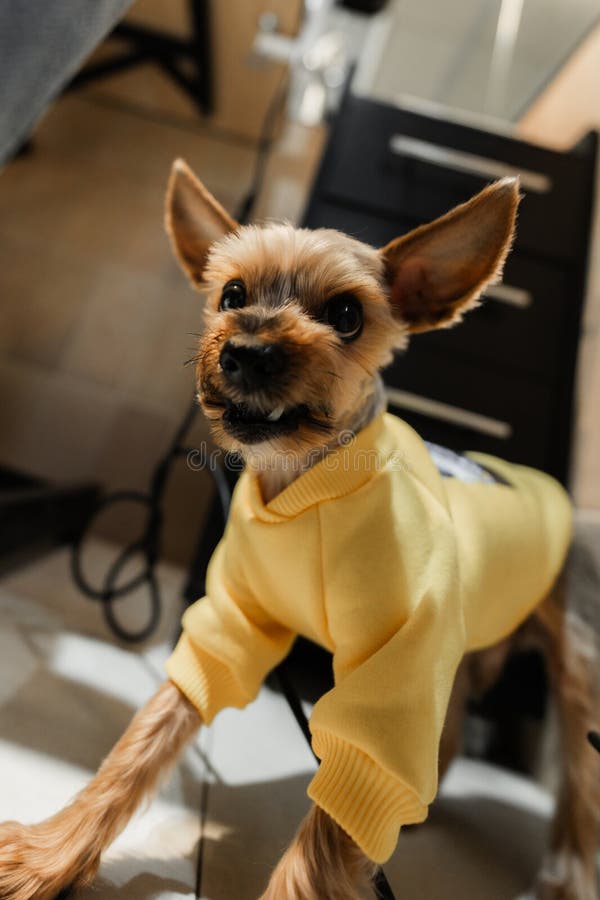 Liten hund i gul sötare som uppspelt interagerar på ett fint inomhusutrymme. En liten hund som bär en ljusgul svettare är entusiastiskt engagerad i sin omgivning i en bekväm inomhusmiljö. hunden verkar munter och märklig och utstötande med sin uttryckliga hållning och föraktfulla beteende.