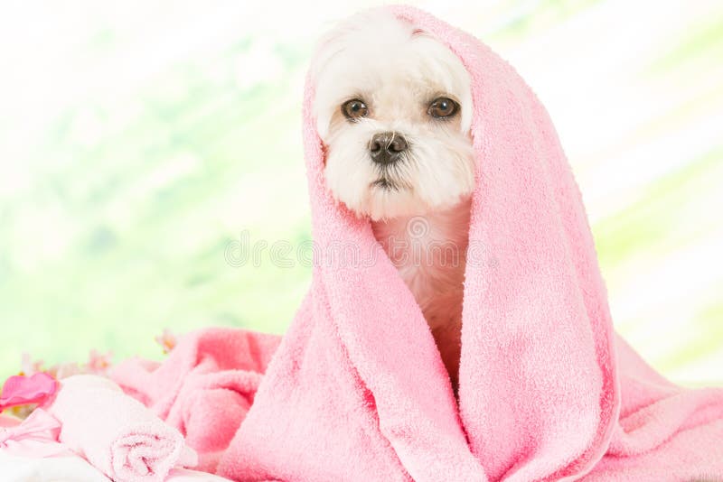 Liten hund på brunnsorten royaltyfri bild Liten hund på brunnsorten royaltyfri bild