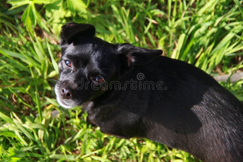 Liten hund som sitter i gräset arkivfoto Liten hund som sitter i gräset arkivfoto