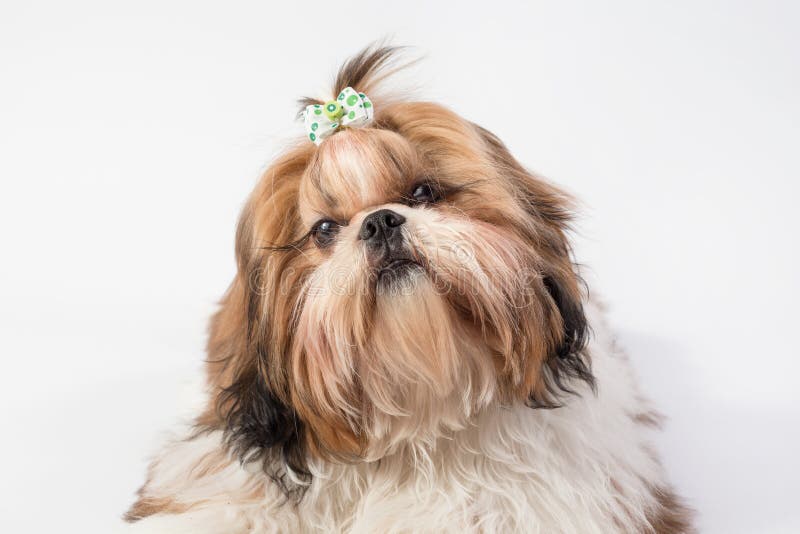 Liten isolerad Shih-tzu hundstående - fotografering för bildbyråer
