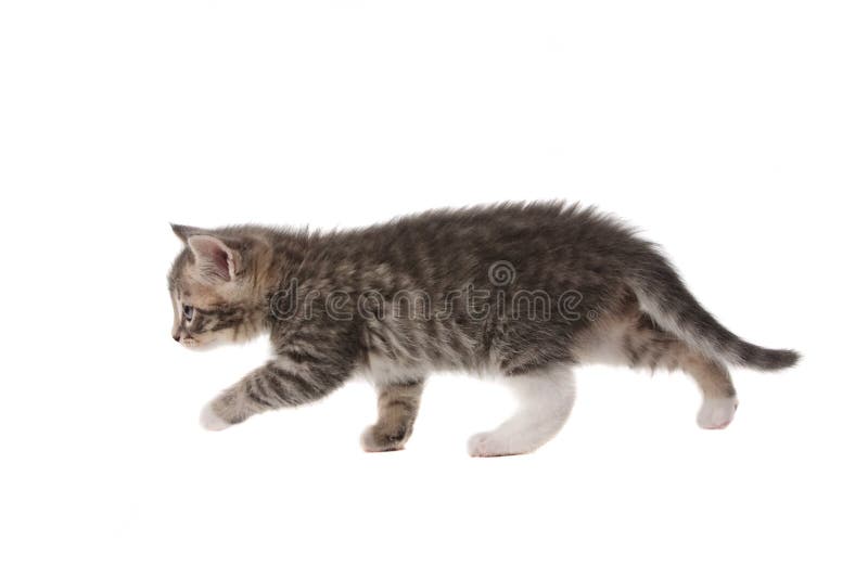 liten kattunge royaltyfri fotografi liten kattunge royaltyfri fotografi