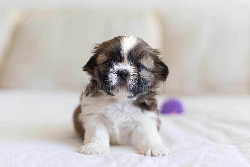 Liten, modig shih-tzu valp arkivbilder