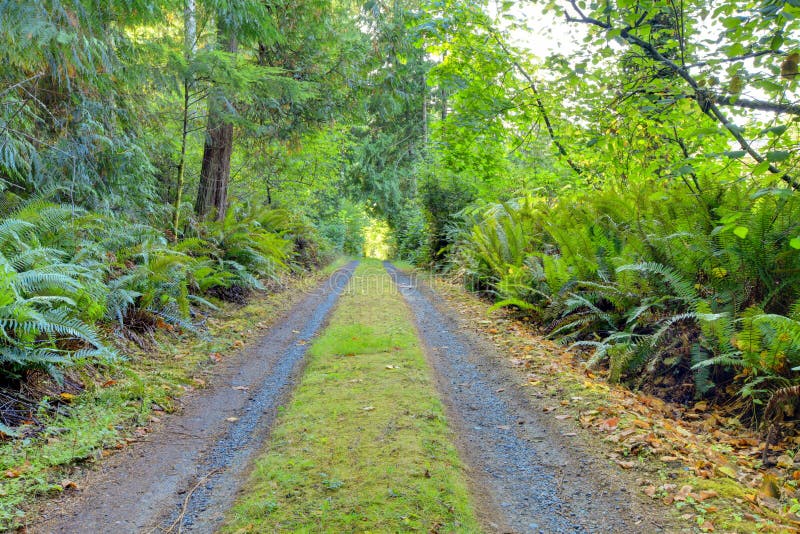 Liten privat landsväg inom av nordvästlig amerikansk skog royaltyfria bilder Liten privat landsväg inom av nordvästlig amerikansk skog royaltyfria bilder
