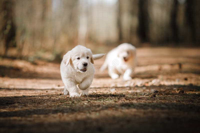 Liten puppysgolden retriever arkivbild