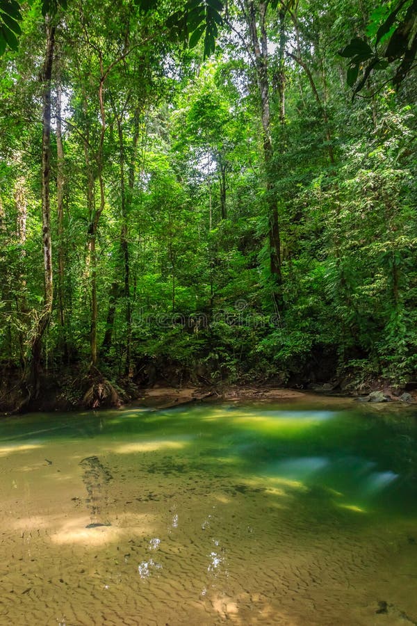 Liten pöl i en tropisk rainforest royaltyfri fotografi