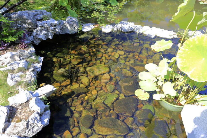 Liten pöl i sommar, Adobe rgb fotografering för bildbyråer
