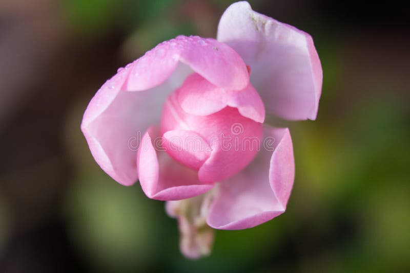 Liten rosa färgros i blom royaltyfria foton Liten rosa färgros i blom royaltyfria foton
