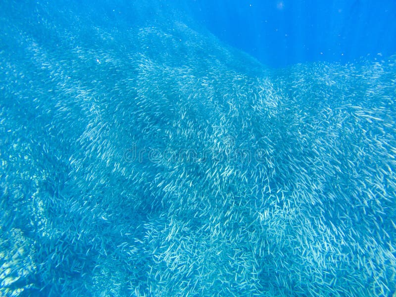 Liten sardinkarusell i vatten för öppet hav Den massiva fisken skolar det undervattens- fotoet Pelagisk fiskskolasimning i havsva arkivfoto Liten sardinkarusell i vatten för öppet hav Den massiva fisken skolar det undervattens- fotoet Pelagisk fiskskolasimning i havsva arkivfoto