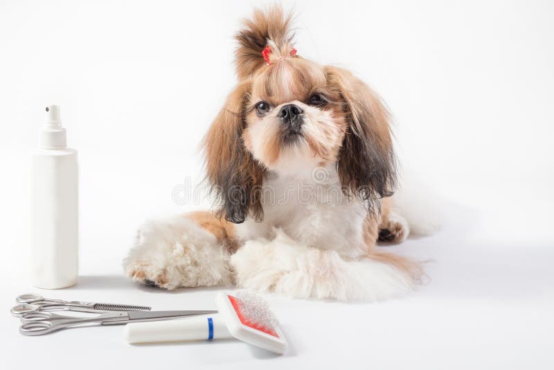 Liten Shih-tzu valp med hårknut royaltyfri bild