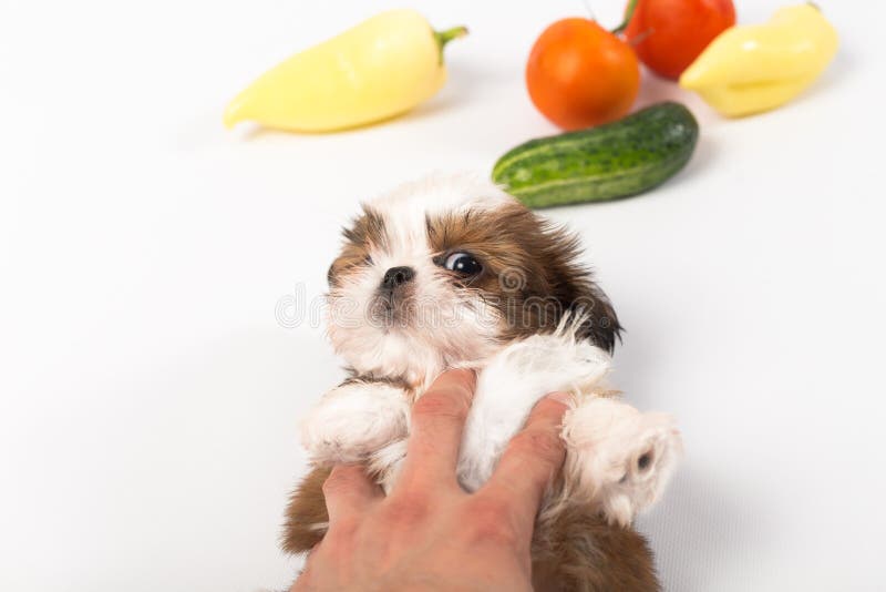 Liten shihtzuvalp med grönsaker fotografering för bildbyråer