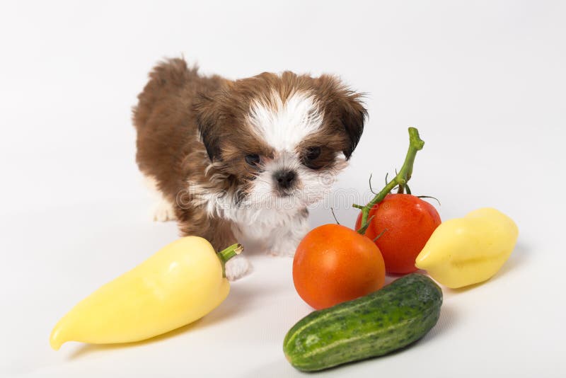 Liten shih tzu-valp med grönsaker royaltyfria foton