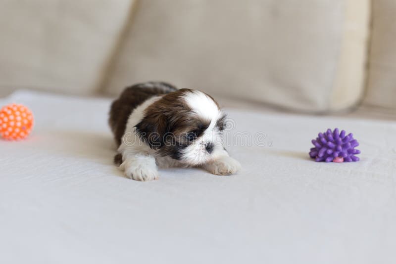 Liten rädd shih-tzu valp royaltyfria bilder