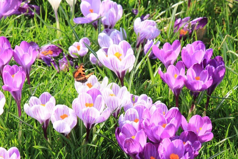 Liten sköldpadds- fjäril på en krokus royaltyfria foton Liten sköldpadds- fjäril på en krokus royaltyfria foton