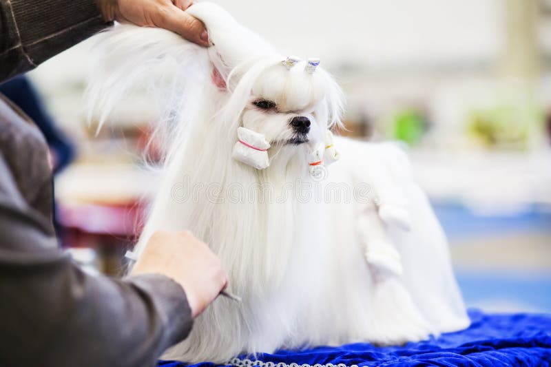 Liten skönhetshih-tzuhund på groomer&en x27; s-hand royaltyfria bilder Liten skönhetshih-tzuhund på groomer&en x27; s-hand royaltyfria bilder