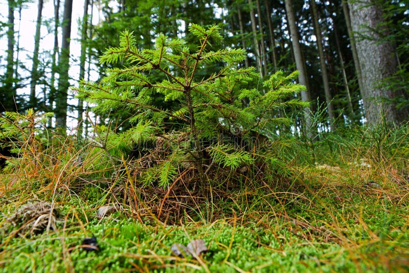 Liten spruce fotografering för bildbyråer Liten spruce fotografering för bildbyråer