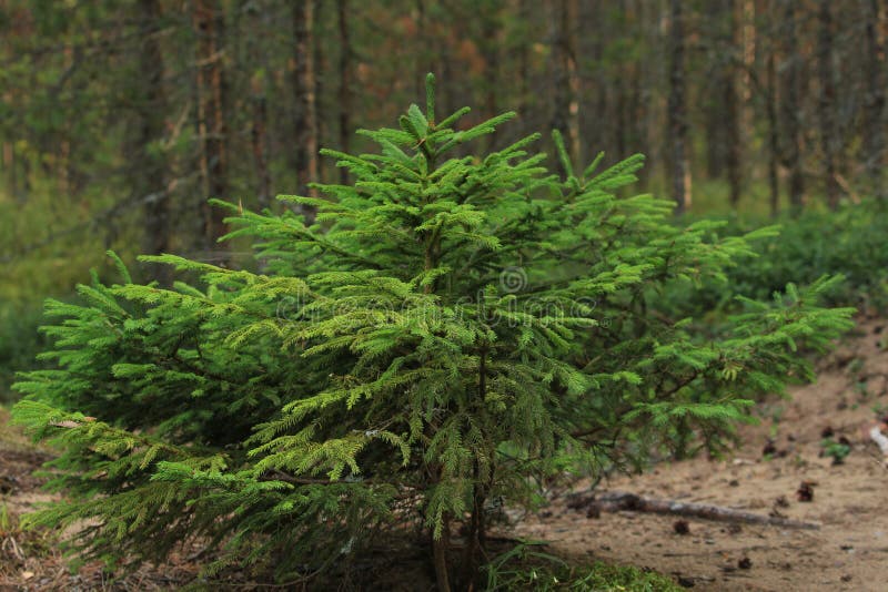 Liten spruce royaltyfri foto Liten spruce royaltyfri foto