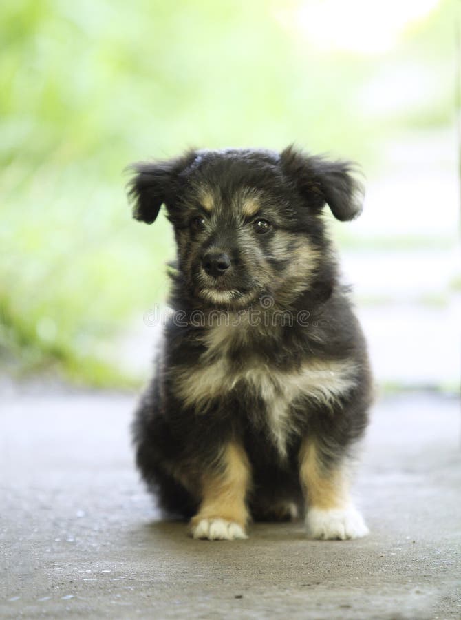 Small black homeless puppy, dog with sad eyes. Small black homeless puppy, dog with sad eyes