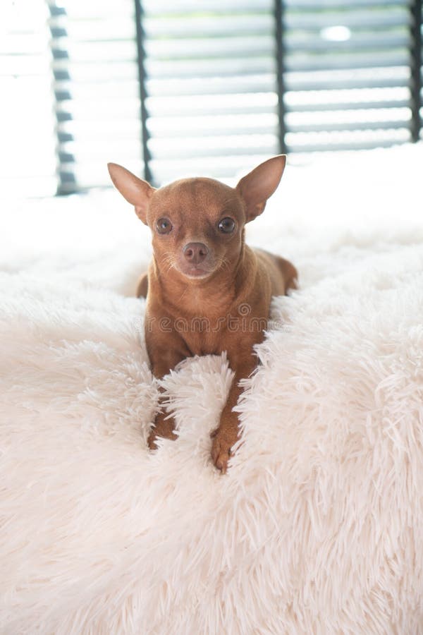 Liten söt ingermini-nålhund på sängen hemma arkivfoto