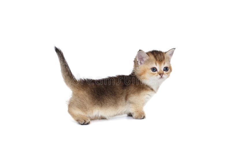 Liten söt katt royaltyfri foto
