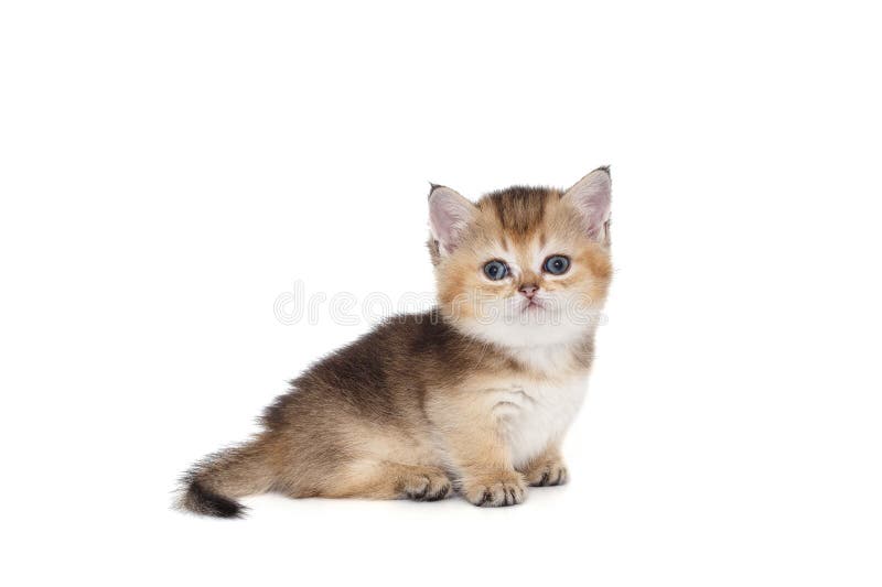 Liten söt katt royaltyfri bild