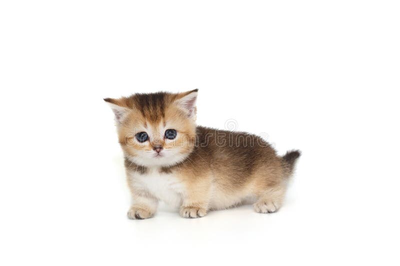 Liten söt katt fotografering för bildbyråer