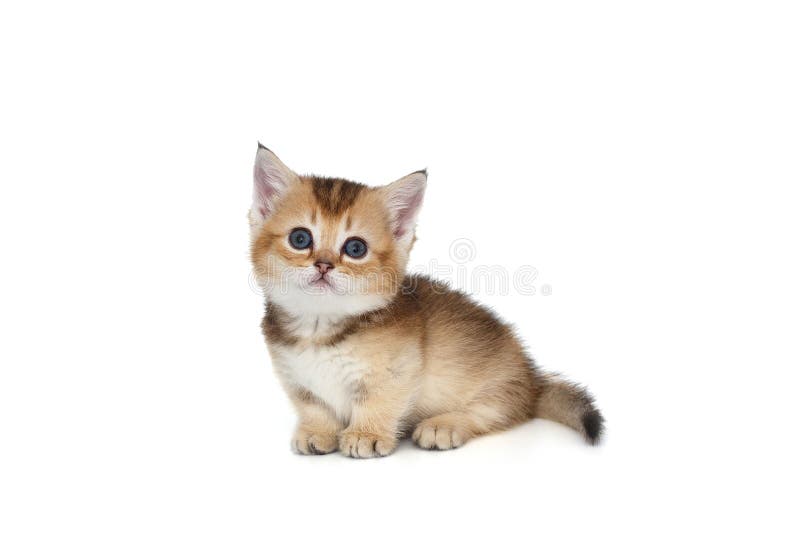 Liten söt katt royaltyfri foto
