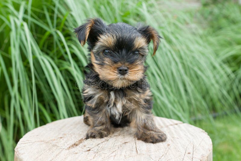 Liten valpYorkshire terrier som poserar i naturen, närbild arkivfoto Liten valpYorkshire terrier som poserar i naturen, närbild arkivfoto