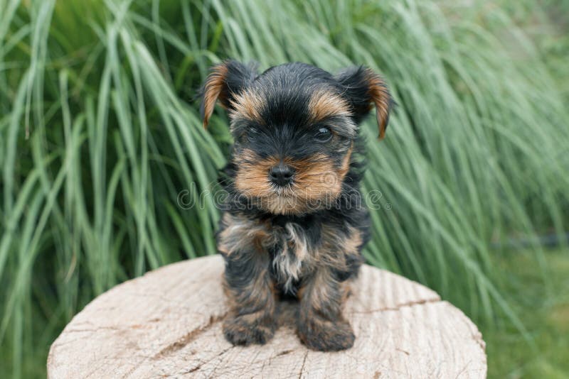 Liten valpYorkshire terrier som poserar i naturen, närbild arkivfoto Liten valpYorkshire terrier som poserar i naturen, närbild arkivfoto