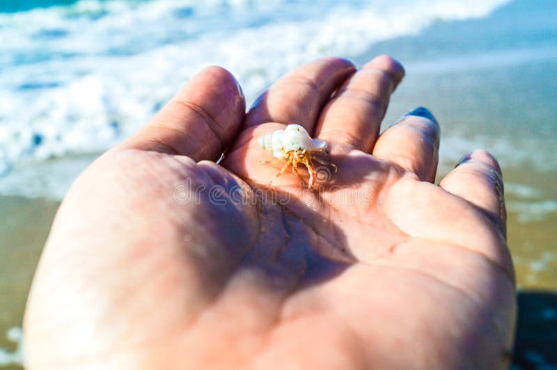 Liten vit blick för eremitkrabba förestående. Eremitkrabban bor i stranden av Thailand Skalet har många färg Om det växer, måste det ändra skalet Det ser harmoni med färg av handen