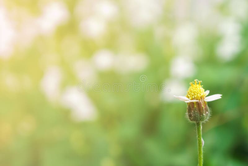 Liten vit blomma fotografering för bildbyråer. Bild av äng - 39067359