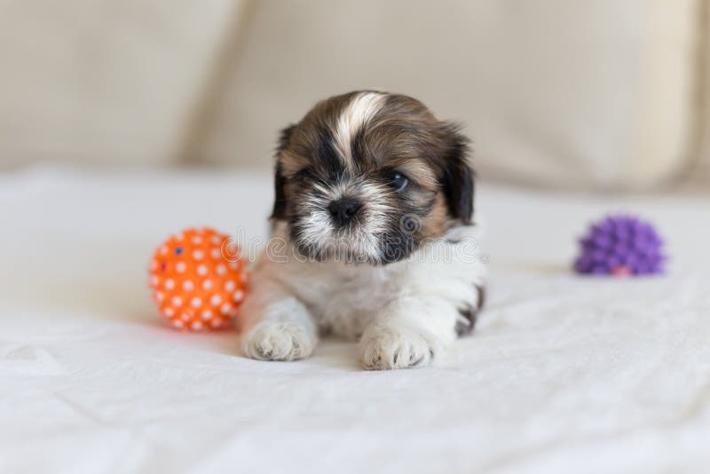 Liten vit shih-tzu stirrar royaltyfria foton